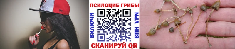 цена   площадка состав  Псилоцибиновые грибы Magic Shrooms  Гаврилов Посад 